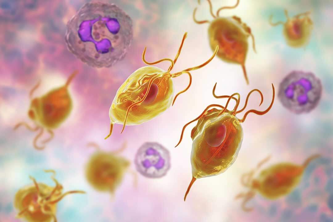 trixomoniaz-1